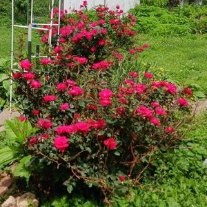 Meet your Posher, Gail